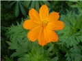 cosmos